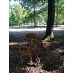 Wildpark_2c_9.jpg
